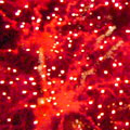 [Fireworks: Pic0013]